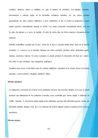 111
vantados, sinuosos, únicos o múltiples, se- gún el número de parásitos, con pápulas, vesículas,
descamación y eritema (signo de la dermatitis verminosa reptante). Es- tos surcos avanzan
generalmente de unos cuantos milímetros a unos centímetros al día. La lesión es progresiva y causa
mucha picazón, especialmente durante la noche. Las zonas corporales normalmente afecta- das son
los pies, las piernas y, a veces, la espalda. Al cabo de varios días, las larvas mueren y desaparecen los
síntomas.
Enteritis eosinofílica: causada por la pre- sencia de la larva o parásito adulto inma- duro de la especie
zoonótica A. caninum en el intestino humano (un único parásito), produce dolor abdominal agudo,
náuseas, anorexia y diarrea. En raras ocasiones se puede producir la ulceración del íleon ter- minal y
del colon, lo que constituye una emergencia quirúrgica.
También, raras veces, se han dado casos de eritema multiforme, opacidad en la córnea, larvas en el tejido
muscular y neuro-retinitis subaguda unilateral difusa.
Efectos alérgicos
La migración y presencia de la larva en los pulmones provoca una reacción alérgica, en la que se puede
producir una inflamación de los pulmones conocida como eosinofilia pul- monar simple o síndrome de
Löffler. Además, A. duodenale puede causar, en los individuos que han sido infectados previa- mente, una
dermatitis prurítica alérgica, simi- lar a los síntomas de la larva migrans cutánea causada por las especies
zoonóticas.
Efectos tóxicos
 