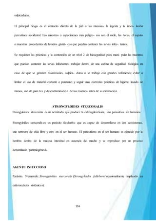 114
salpicaduras.
El principal riesgo es el contacto directo de la piel o las mucosas, la ingesta y la inocu- lación
percutánea accidental. Las muestras o especímenes más peligro- sas son el suelo, las heces, el esputo
o muestras procedentes de lavados gástri- cos que puedan contener las larvas infec- tantes.
Se requieren las prácticas y la contención de un nivel 2 de bioseguridad para mani- pular las muestras
que puedan contener las larvas infectantes; trabajar dentro de una cabina de seguridad biológica en
caso de que se generen bioaerosoles, salpica- duras o se trabaje con grandes volúmenes; evitar o
limitar el uso de material cortante o punzante; y seguir unas correctas prácticas de higiene, lavado de
manos, uso de guan tes y descontaminación de los residuos antes de su eliminación.
STRONGYLOIDES STERCORALIS
Strongyloides stercoralis es un nemátodo que produce la estrongiloidiasis, una parasitosis en humanos.
Strongyloides stercoralis es un parásito facultativo que es capaz de desarrollarse en dos ecosistemas,
uno terrestre de vida libre y otro en el ser humano. El parasitismo en el ser humano es ejercido por la
hembra dentro de la mucosa intestinal en ausencia del macho y se reproduce por un proceso
denominado partenogénesis.
AGENTE INFECCIOSO
Parásito. Nematodo: Strongyloides stercoralis (Strongyloides fulleborni ocasionalmente implicado en
enfermedades sistémicas).
 