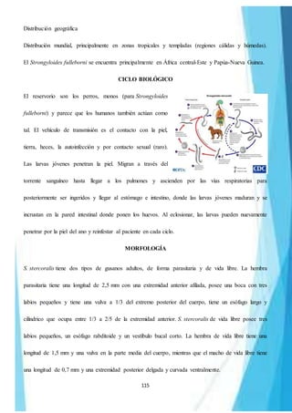 115
Distribución geográfica
Distribución mundial, principalmente en zonas tropicales y templadas (regiones cálidas y húmedas).
El Strongyloides fulleborni se encuentra principalmente en África central-Este y Papúa-Nueva Guinea.
CICLO BIOLÓGICO
El reservorio son los perros, monos (para Strongyloides
fulleborni) y parece que los humanos también actúan como
tal. El vehículo de transmisión es el contacto con la piel,
tierra, heces, la autoinfección y por contacto sexual (raro).
Las larvas jóvenes penetran la piel. Migran a través del
torrente sanguíneo hasta llegar a los pulmones y ascienden por las vías respiratorias para
posteriormente ser ingeridos y llegar al estómago e intestino, donde las larvas jóvenes maduran y se
incrustan en la pared intestinal donde ponen los huevos. Al eclosionar, las larvas pueden nuevamente
penetrar por la piel del ano y reinfestar al paciente en cada ciclo.
MORFOLOGÍA
S. stercoralis tiene dos tipos de gusanos adultos, de forma parasitaria y de vida libre. La hembra
parasitaria tiene una longitud de 2,5 mm con una extremidad anterior afilada, posee una boca con tres
labios pequeños y tiene una vulva a 1/3 del extremo posterior del cuerpo, tiene un esófago largo y
cilíndrico que ocupa entre 1/3 a 2/5 de la extremidad anterior. S. stercoralis de vida libre posee tres
labios pequeños, un esófago rabditoide y un vestíbulo bucal corto. La hembra de vida libre tiene una
longitud de 1,5 mm y una vulva en la parte media del cuerpo, mientras que el macho de vida libre tiene
una longitud de 0,7 mm y una extremidad posterior delgada y curvada ventralmente.
 