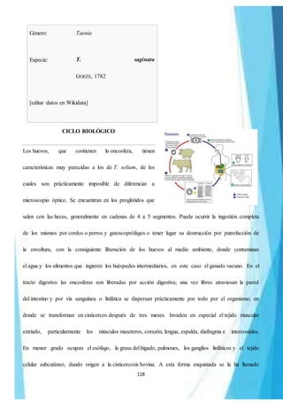 118
Género: Taenia
Especie: T. saginata
GOEZE, 1782
[editar datos en Wikidata]
CICLO BIOLÓGICO
Los huevos, que contienen la oncosfera, tienen
características muy parecidas a los de T. solium, de los
cuales son prácticamente imposible de diferenciar a
microscopio óptico. Se encuentran en los proglótidos que
salen con las heces, generalmente en cadenas de 4 a 5 segmentos. Puede ocurrir la ingestión completa
de los mismos por cerdos o perros y gatoscoprófagos o tener lugar su destrucción por putrefacción de
la envoltura, con la consiguiente liberación de los huevos al medio ambiente, donde contaminan
el agua y los alimentos que ingieren los huéspedes intermediarios, en este caso el ganado vacuno. En el
tracto digestivo las oncosferas son liberadas por acción digestiva; una vez libres atraviesan la pared
del intestino y por vía sanguínea o linfática se dispersan prácticamente por todo por el organismo, en
donde se transforman en cisticercos después de tres meses. Invaden en especial el tejido muscular
estriado, particularmente los músculos maseteros, corazón, lengua, espalda, diafragma e intercostales.
En menor grado ocupan el esófago, la grasa del hígado, pulmones, los ganglios linfáticos y el tejido
celular subcutáneo, dando origen a la cisticercosis bovina. A esta forma enquistada se la ha llamado
 
