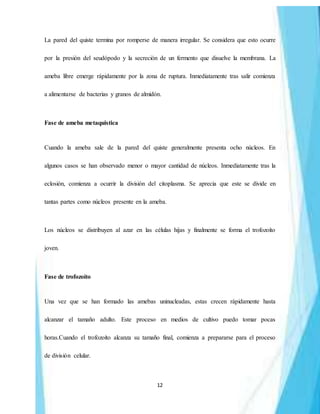 12
La pared del quiste termina por romperse de manera irregular. Se considera que esto ocurre
por la presión del seudópodo y la secreción de un fermento que disuelve la membrana. La
ameba libre emerge rápidamente por la zona de ruptura. Inmediatamente tras salir comienza
a alimentarse de bacterias y granos de almidón.
Fase de ameba metaquistica
Cuando la ameba sale de la pared del quiste generalmente presenta ocho núcleos. En
algunos casos se han observado menor o mayor cantidad de núcleos. Inmediatamente tras la
eclosión, comienza a ocurrir la división del citoplasma. Se aprecia que este se divide en
tantas partes como núcleos presente en la ameba.
Los núcleos se distribuyen al azar en las células hijas y finalmente se forma el trofozoíto
joven.
Fase de trofozoíto
Una vez que se han formado las amebas uninucleadas, estas crecen rápidamente hasta
alcanzar el tamaño adulto. Este proceso en medios de cultivo puedo tomar pocas
horas.Cuando el trofozoíto alcanza su tamaño final, comienza a prepararse para el proceso
de división celular.
 