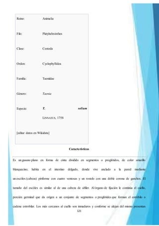 121
Reino: Animalia
Filo: Platyhelminthes
Clase: Cestoda
Orden: Cyclophyllidea
Familia: Taeniidae
Género: Taenia
Especie: T. solium
LINNAEUS, 1758
[editar datos en Wikidata]
Características
Es un gusano plano en forma de cinta dividido en segmentos o proglótidos, de color amarillo
blanquecino; habita en el intestino delgado, donde vive anclado a la pared mediante
un escólex (cabeza) piriforme con cuatro ventosas y un rostelo con una doble corona de ganchos. El
tamaño del escólex es similar al de una cabeza de alfiler. Al órgano de fijación le continúa el cuello,
porción germinal que da origen a un conjunto de segmentos o proglótides que forman el estróbilo o
cadena estrobilar. Los más cercanos al cuello son inmaduros y conforme se alejan del mismo presentan
 