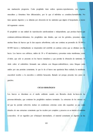 122
una maduración progresiva. Cada proglótido tiene ambos aparatos reproductores, con órganos
masculinos y femeninos bien diferenciados, por lo que el individuo se considera hermafrodita. No
tiene aparato digestivo y se alimenta por absorción de los nutrientes que digiere el hospedador, a través
del tegumento externo.
El proglótido es una unidad de reproducción autofecundante e independiente, que produce huevos que
contienen embriones infestantes; los proglótidos más distales, que son los grávidos, presentan ramas
uterinas llenas de huevos que le dan aspecto arboriforme; cada uno contiene un promedio de 50 000 a
60 000 huevos y habitualmente se desprenden del estróbilo en cadenas cortas que se eliminan con las
heces. Los huevos son esféricos, miden de 30 a 45 micrómetros y presentan varias membranas, como
el vitelo, que solo se presenta en los huevos inmaduros y que permite la obtención de nutrientes. El
vitelo cubre al embrióforo formando una cubierta con bloques embriofóricos; estos bloques están
unidos por una proteína cementante, lo que le da al huevo una apariencia física radiada; la membrana
oncosferal recubre a la oncosfera o embrión hexacanto, llamado así porque presenta tres pares de
ganchos.
CICLO BIOLÓGICO
Los huevos se diseminan en el medio ambiente cuando son liberados desde las heces de las
personas infestadas, que contienen los proglótidos maduros terminales. La estructura de los mismos es
tal que les permite sobrevivir, incluso en condiciones extremas como alta sequedad, ya que están
dotados de una estructura cementante que los recubre por completo y preserva en su interior al embrión
u oncosfera. Al ser ingeridos por el huésped intermediario, el material cementante es digerido en las
 