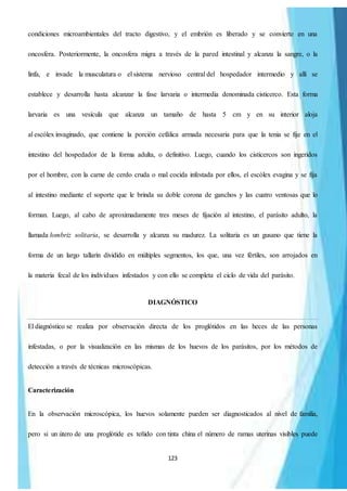 123
condiciones microambientales del tracto digestivo, y el embrión es liberado y se convierte en una
oncosfera. Posteriormente, la oncosfera migra a través de la pared intestinal y alcanza la sangre, o la
linfa, e invade la musculatura o el sistema nervioso central del hospedador intermedio y allí se
establece y desarrolla hasta alcanzar la fase larvaria o intermedia denominada cisticerco. Esta forma
larvaria es una vesícula que alcanza un tamaño de hasta 5 cm y en su interior aloja
al escólex invaginado, que contiene la porción cefálica armada necesaria para que la tenia se fije en el
intestino del hospedador de la forma adulta, o definitivo. Luego, cuando los cisticercos son ingeridos
por el hombre, con la carne de cerdo cruda o mal cocida infestada por ellos, el escólex evagina y se fija
al intestino mediante el soporte que le brinda su doble corona de ganchos y las cuatro ventosas que lo
forman. Luego, al cabo de aproximadamente tres meses de fijación al intestino, el parásito adulto, la
llamada lombriz solitaria, se desarrolla y alcanza su madurez. La solitaria es un gusano que tiene la
forma de un largo tallarín dividido en múltiples segmentos, los que, una vez fértiles, son arrojados en
la materia fecal de los individuos infestados y con ello se completa el ciclo de vida del parásito.
DIAGNÓSTICO
El diagnóstico se realiza por observación directa de los proglótidos en las heces de las personas
infestadas, o por la visualización en las mismas de los huevos de los parásitos, por los métodos de
detección a través de técnicas microscópicas.
Caracterización
En la observación microscópica, los huevos solamente pueden ser diagnosticados al nivel de familia,
pero si un útero de una proglótide es teñido con tinta china el número de ramas uterinas visibles puede
 