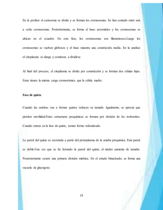 13
En la profase el cariosoma se divide y se forman los cromosomas. Se han contado entre seis
a ocho cromosomas. Posteriormente, se forma el huso acromático y los cromosomas se
ubican en el ecuador. En esta fase, los cromosomas son filamentosos.Luego los
cromosomas se vuelven globosos y el huso muestra una constricción media. En la anafase
el citoplasma se alarga y comienza a dividirse.
Al final del proceso, el citoplasma se divide por constricción y se forman dos células hijas.
Estas tienen la misma carga cromosómica que la célula madre.
Fase de quiste
Cuando las amebas van a formar quistes reducen su tamaño. Igualmente, se aprecia que
pierden movilidad.Estas estructuras prequisticas se forman por división de los trofozoítos.
Cuando entran en la fase de quiste, toman forma redondeada.
La pared del quiste es secretada a partir del protoplasma de la ameba prequistica. Esta pared
es doble.Una vez que se ha formado la pared del quiste, el núcleo aumenta de tamaño.
Posteriormente ocurre una primera división mitótica. En el estado binucleado, se forma una
vacuola de glucógeno.
 