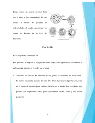 14
Luego ocurren dos mitosis sucesivas hasta
que el quiste se hace octonucleado. En este
estado, la vacuola de glucógeno es
reabsorbida.En el estado octunucleado los
quistes son liberados por las heces del
hospedero.
Ciclo de vida
Ciclo del parásito Entamoeba coli
Este parásito a lo largo de su vida presenta varias etapas, estas dependen de los nutrientes o
de la ausencia de estos en el medio que lo rodea.
 Trofozoito: En esta fase los miembros de este género se multiplican por fisión binaria.
Se muestra una ameba, incolora, de entre 20 a 30μm. Las vacuolas digestivas que posee
en el interior de su endoplasma contienen bacterias en su interior. Los movimientos que
presenta son originalmente lentos, posee pseudópodos anchos, cortos y con escasa
progresión.
 