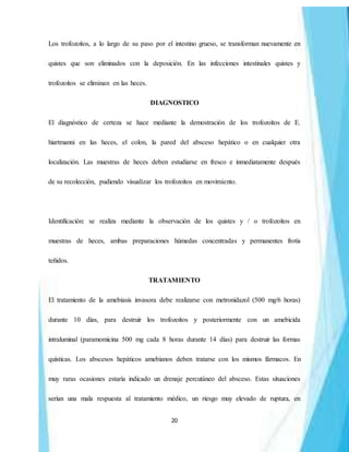 20
Los trofozoítos, a lo largo de su paso por el intestino grueso, se transforman nuevamente en
quistes que son eliminados con la deposición. En las infecciones intestinales quistes y
trofozoítos se eliminan en las heces.
DIAGNOSTICO
El diagnóstico de certeza se hace mediante la demostración de los trofozoítos de E.
hiartmanni en las heces, el colon, la pared del absceso hepático o en cualquier otra
localización. Las muestras de heces deben estudiarse en fresco e inmediatamente después
de su recolección, pudiendo visualizar los trofozoítos en movimiento.
Identificación: se realiza mediante la observación de los quistes y / o trofozoítos en
muestras de heces, ambas preparaciones húmedas concentradas y permanentes frotis
teñidos.
TRATAMIENTO
El tratamiento de la amebiasis invasora debe realizarse con metronidazol (500 mg/6 horas)
durante 10 días, para destruir los trofozoítos y posteriormente con un amebicida
intraluminal (paramomicina 500 mg cada 8 horas durante 14 días) para destruir las formas
quísticas. Los abscesos hepáticos amebianos deben tratarse con los mismos fármacos. En
muy raras ocasiones estaría indicado un drenaje percutáneo del absceso. Estas situaciones
serían una mala respuesta al tratamiento médico, un riesgo muy elevado de ruptura, en
 