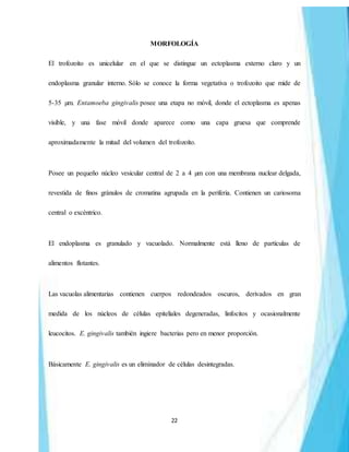 22
MORFOLOGÍA
El trofozoíto es unicelular en el que se distingue un ectoplasma externo claro y un
endoplasma granular interno. Sólo se conoce la forma vegetativa o trofozoito que mide de
5-35 µm. Entamoeba gingivalis posee una etapa no móvil, donde el ectoplasma es apenas
visible, y una fase móvil donde aparece como una capa gruesa que comprende
aproximadamente la mitad del volumen del trofozoíto.
Posee un pequeño núcleo vesicular central de 2 a 4 µm con una membrana nuclear delgada,
revestida de finos gránulos de cromatina agrupada en la periferia. Contienen un cariosoma
central o excéntrico.
El endoplasma es granulado y vacuolado. Normalmente está lleno de partículas de
alimentos flotantes.
Las vacuolas alimentarias contienen cuerpos redondeados oscuros, derivados en gran
medida de los núcleos de células epiteliales degeneradas, linfocitos y ocasionalmente
leucocitos. E. gingivalis también ingiere bacterias pero en menor proporción.
Básicamente E. gingivalis es un eliminador de células desintegradas.
 