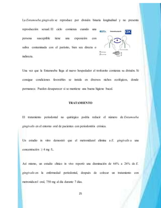 25
La Entamoeba gingivalis se reproduce por división binaria longitudinal y no presenta
reproducción sexual. El ciclo comienza cuando una
persona susceptible tiene una exposición con
saliva contaminada con el parásito, bien sea directa o
indirecta.
Una vez que la Entamoeba llega al nuevo hospedador el trofozoíto comienza su división. Si
consigue condiciones favorables se instala en diversos nichos ecológicos, donde
permanece. Pueden desaparecer si se mantiene una buena higiene bucal.
TRATAMIENTO
El tratamiento periodontal no quirúrgico podría reducir el número de Entamoeba
gingivalis en el entorno oral de pacientes con periodontitis crónica.
Un estudio in vitro demostró que el metronidazol elimina a E. gingivalis a una
concentración ≥ 4 mg /L.
Así mismo, un estudio clínico in vivo reportó una disminución de 64% a 26% de E.
gingivalis en la enfermedad periodontal, después de colocar un tratamiento con
metronidazol oral, 750 mg al día durante 7 días.
 