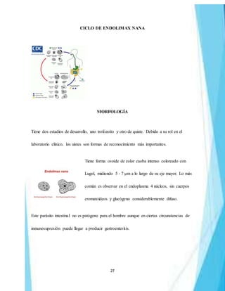 27
CICLO DE ENDOLIMAX NANA
MORFOLOGÍA
Tiene dos estadios de desarrollo, uno trofozoíto y otro de quiste. Debido a su rol en el
laboratorio clínico, los uistes son formas de reconocimiento más importantes.
Tiene forma ovoide de color caoba intenso coloreado con
Lugol, midiendo 5 - 7 μm a lo largo de su eje mayor. Lo más
común es observar en el endoplasma 4 núcleos, sin cuerpos
cromatoideos y glucógeno considerablemente difuso.
Este parásito intestinal no es patógeno para el hombre aunque en ciertas circunstancias de
inmunosupresión puede llegar a producir gastroenteritis.
 