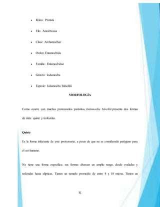 31
 Reino: Protista
 Filo: Amoebozoa
 Clase: Archamoebae
 Orden: Entamoebida
 Familia: Entamoebidae
 Género: Iodamoeba
 Especie: Iodamoeba bütschlii
MORFOLOGÍA
Como ocurre con muchos protozoarios parásitos, Iodamoeba büschlii presenta dos formas
de vida: quiste y trofozoito.
Quiste
Es la forma infectante de este protozoario, a pesar de que no es considerado patógeno para
el ser humano.
No tiene una forma específica; sus formas abarcan un amplio rango, desde ovaladas y
redondas hasta elípticas. Tienen un tamaño promedio de entre 8 y 10 micras. Tienen un
 