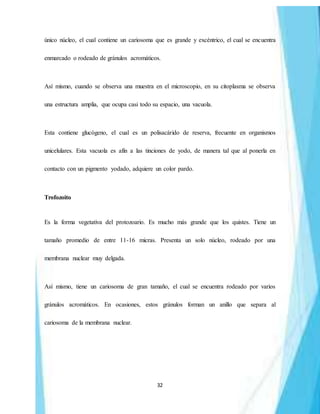 32
único núcleo, el cual contiene un cariosoma que es grande y excéntrico, el cual se encuentra
enmarcado o rodeado de gránulos acromáticos.
Así mismo, cuando se observa una muestra en el microscopio, en su citoplasma se observa
una estructura amplia, que ocupa casi todo su espacio, una vacuola.
Esta contiene glucógeno, el cual es un polisacárido de reserva, frecuente en organismos
unicelulares. Esta vacuola es afín a las tinciones de yodo, de manera tal que al ponerla en
contacto con un pigmento yodado, adquiere un color pardo.
Trofozoito
Es la forma vegetativa del protozoario. Es mucho más grande que los quistes. Tiene un
tamaño promedio de entre 11-16 micras. Presenta un solo núcleo, rodeado por una
membrana nuclear muy delgada.
Así mismo, tiene un cariosoma de gran tamaño, el cual se encuentra rodeado por varios
gránulos acromáticos. En ocasiones, estos gránulos forman un anillo que separa al
cariosoma de la membrana nuclear.
 
