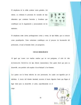 33
El citoplasma de la célula contiene varios gránulos. Así
mismo, se evidencia la presencia de vacuolas de tipo
alimenticio que contienen bacterias y levaduras que
contribuyen con la degradación y procesamiento de los
nutrientes.
El citoplasma emite ciertas prolongaciones cortas y romas, de tipo hialino, que se conocen
como pseudópodos. Estas estructuras contribuyen con el proceso de locomoción del
protozoario, el cual es bastante lento y no progresivo.
CICLO BIOLÓGICO
Al igual que ocurre con muchas amebas que no son patógenas, el ciclo de vida
de Iodamoeba bütshclii es de tipo directo (monoxénico). Esto quiere decir que para su
desarrollo, este parásito solo requiere de un huésped: el ser humano.
Los quistes son la forma infectiva de este protozoario, los cuales son ingeridos por el
individuo. A través del tránsito intestinal, recorren el tracto digestivo hasta que llegan al
lugar ideal para su desarrollo: el colon, específicamente en el
ciego.
 