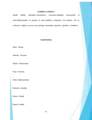 37
GIARDIA LAMBLIA
Giardia lamblia, intestinalis o duodenalis es un protozoo flagelado perteneciente al
orden Diplomonadida. Es parásito de varios mamíferos, incluyendo el ser humano. Vive en
el intestino delgado y provoca una patología denominada giardiosis, giardiasis o lambliasis.
TAXONOMÍA
Reino: Protista
Subreino: Excavata
Phylum: Metamonada
Clase: Fornicata
Orden: Diplomonadida
Suborden: Giardiina
Género: Giardia
Especie: lamblia
 
