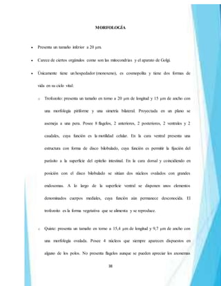 38
MORFOLOGÍA
 Presenta un tamaño inferior a 20 μm.
 Carece de ciertos orgánulos como son las mitocondrias y el aparato de Golgi.
 Únicamente tiene un hospedador (monoxeno), es cosmopolita y tiene dos formas de
vida en su ciclo vital:
o Trofozoíto: presenta un tamaño en torno a 20 μm de longitud y 15 μm de ancho con
una morfología piriforme y una simetría bilateral. Proyectada en un plano se
asemeja a una pera. Posee 8 flagelos, 2 anteriores, 2 posteriores, 2 ventrales y 2
caudales, cuya función es la motilidad celular. En la cara ventral presenta una
estructura con forma de disco bilobulado, cuya función es permitir la fijación del
parásito a la superficie del epitelio intestinal. En la cara dorsal y coincidiendo en
posición con el disco bilobulado se sitúan dos núcleos ovalados con grandes
endosomas. A lo largo de la superficie ventral se disponen unos elementos
denominados cuerpos mediales, cuya función aún permanece desconocida. El
trofozoito es la forma vegetativa que se alimenta y se reproduce.
o Quiste: presenta un tamaño en torno a 15,4 μm de longitud y 9,7 μm de ancho con
una morfología ovalada. Posee 4 núcleos que siempre aparecen dispuestos en
alguno de los polos. No presenta flagelos aunque se pueden apreciar los axonemas
 