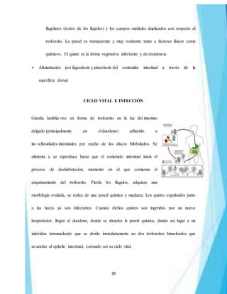 39
flagelares (restos de los flagelos) y los cuerpos mediales duplicados con respecto al
trofozoito. La pared es transparente y muy resistente tanto a factores físicos como
químicos. El quiste es la forma vegetativa infectante y de resistencia.
 Alimentación por fagocitosis y pinocitosis del contenido intestinal a través de la
superficie dorsal
CICLO VITAL E INFECCIÓN
Giardia lamblia vive en forma de trofozoito en la luz del intestino
delgado (principalmente en el duodeno) adherido a
las vellosidades intestinales por medio de los discos bilobulados. Se
alimenta y se reproduce hasta que el contenido intestinal inicia el
proceso de deshidratación, momento en el que comienza el
enquistamiento del trofozoito. Pierde los flagelos, adquiere una
morfología ovalada, se rodea de una pared quística y madurez. Los quistes expulsados junto
a las heces ya son infectantes. Cuando dichos quistes son ingeridos por un nuevo
hospedador, llegan al duodeno, donde se disuelve la pared quística, dando así lugar a un
individuo tetranucleado que se divide inmediatamente en dos trofozoitos binucleados que
se anclan al epitelio intestinal, cerrando así su ciclo vital.
 