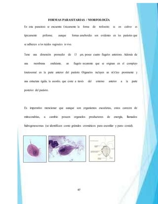 47
FORMAS PARASITARIAS / MORFOLOGÍA
En esta parasitosis se encuentra Únicamente la forma de trofozoito; su en cultivo es
típicamente piriforme, aunque formas ameboides son evidentes en los parásitos que
se adhieren a los tejidos vaginales in vivo.
Tiene una dimensión promedio de 13 µm, posee cuatro flagelos anteriores. Además de
una membrana ondulante, un flagelo recurrente que se originan en el complejo
kinetosomal en la parte anterior del parásito. Organelos incluyen un nÚCleo prominente y
una estructura rígida, la axostilo, que corre a través del extremo anterior a la parte
posterior del parásito.
Es imperativo mencionar que aunque son organismos eucariotas, estos carecen de
mitocondrias, a cambio poseen organelos productores de energía, llamados
hidrogenosomas (se identifican como gránulos cromáticos para-axostilar y para- costal).
 