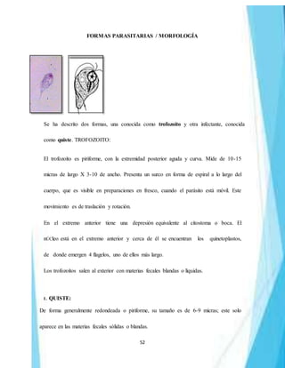 52
FORMAS PARASITARIAS / MORFOLOGÍA
Se ha descrito dos formas, una conocida como trofozoito y otra infectante, conocida
como quiste. TROFOZOITO:
El trofozoíto es piriforme, con la extremidad posterior aguda y curva. Mide de 10-15
micras de largo X 3-10 de ancho. Presenta un surco en forma de espiral a lo largo del
cuerpo, que es visible en preparaciones en fresco, cuando el parásito está móvil. Este
movimiento es de traslación y rotación.
En el extremo anterior tiene una depresión equivalente al citostoma o boca. El
nÚCleo está en el extremo anterior y cerca de él se encuentran los quinetoplastos,
de donde emergen 4 flagelos, uno de ellos más largo.
Los trofozoítos salen al exterior con materias fecales blandas o líquidas.
1. QUISTE:
De forma generalmente redondeada o piriforme, su tamaño es de 6-9 micras; este solo
aparece en las materias fecales sólidas o blandas.
 