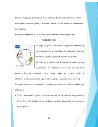 53
Presenta una pequeña prominencia, por la cual se ha descrito como en forma de limón.
Posee doble membrana gruesa y un nÚCleo. Además de las estructuras rudimentarias
del citoplasma.
El quiste es la FORMA INFECTANTE de este protozoo, al entrar por vía oral.
CICLO DE VIDA
La etapa de quiste es resistente a las presiones ambientales y
es responsable de la transmisión de Chilomastix. Tanto los
trofozoítos y quistes se pueden encontrar en las heces.
La infección se produce por la ingestión de quistes en agua
contaminada, los alimentos o por la ruta fecal-oral. En el
intestino se libera los trofozoítos. Estos Últimos residen en el colon donde se
alimentan y reproducen dando lugar a nuevos quistes y cerrando así su ciclo vital.
En general se considera un comensal. Los animales pueden servir como un depósito para
Chilomastix.
 NOTA: Únicamente el quiste es infectante vía oral; el trofozoito está incapacitado de
tal acción por la fragilidad de su membrana, quedando incapacitado de atravesar la
barrera gástrica.
 