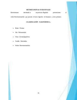 55
RETORTAMONAS INTESTINALIS
Retortamonas intestinalis es un protozoo flagelado perteneciente al
orden Retortamonadida que parasita el tracto digestivo de humanos y otros primates.
CLASIFICACIÓN TAXONÓIMICA.
 Reino: Protista.
 Filo: Metamonada.
 Clase: Zoomastigophora.
 Familia: Bodonidae.
 Orden: Retortamonadida.
 