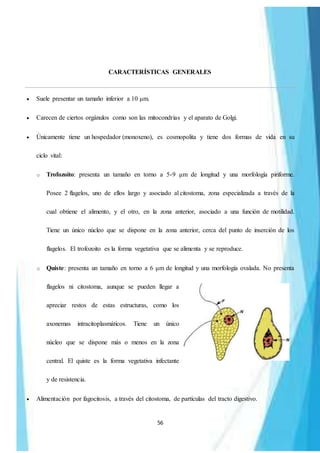 56
CARACTERÍSTICAS GENERALES
 Suele presentar un tamaño inferior a 10 μm.
 Carecen de ciertos orgánulos como son las mitocondrias y el aparato de Golgi.
 Únicamente tiene un hospedador (monoxeno), es cosmopolita y tiene dos formas de vida en su
ciclo vital:
o Trofozoíto: presenta un tamaño en torno a 5-9 μm de longitud y una morfología piriforme.
Posee 2 flagelos, uno de ellos largo y asociado al citostoma, zona especializada a través de la
cual obtiene el alimento, y el otro, en la zona anterior, asociado a una función de motilidad.
Tiene un único núcleo que se dispone en la zona anterior, cerca del punto de inserción de los
flagelos. El trofozoito es la forma vegetativa que se alimenta y se reproduce.
o Quiste: presenta un tamaño en torno a 6 μm de longitud y una morfología ovalada. No presenta
flagelos ni citostoma, aunque se pueden llegar a
apreciar restos de estas estructuras, como los
axonemas intracitoplasmáticos. Tiene un único
núcleo que se dispone más o menos en la zona
central. El quiste es la forma vegetativa infectante
y de resistencia.
 Alimentación por fagocitosis, a través del citostoma, de partículas del tracto digestivo.
 