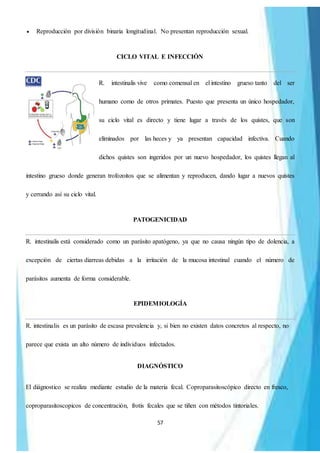 57
 Reproducción por división binaria longitudinal. No presentan reproducción sexual.
CICLO VITAL E INFECCIÓN
R. intestinalis vive como comensal en el intestino grueso tanto del ser
humano como de otros primates. Puesto que presenta un único hospedador,
su ciclo vital es directo y tiene lugar a través de los quistes, que son
eliminados por las heces y ya presentan capacidad infectiva. Cuando
dichos quistes son ingeridos por un nuevo hospedador, los quistes llegan al
intestino grueso donde generan trofozoitos que se alimentan y reproducen, dando lugar a nuevos quistes
y cerrando así su ciclo vital.
PATOGENICIDAD
R. intestinalis está considerado como un parásito apatógeno, ya que no causa ningún tipo de dolencia, a
excepción de ciertas diarreas debidas a la irritación de la mucosa intestinal cuando el número de
parásitos aumenta de forma considerable.
EPIDEMIOLOGÍA
R. intestinalis es un parásito de escasa prevalencia y, si bien no existen datos concretos al respecto, no
parece que exista un alto número de individuos infectados.
DIAGNÓSTICO
El diágnostico se realiza mediante estudio de la materia fecal. Coproparasitoscópico directo en fresco,
coproparasitoscopicos de concentración, frotis fecales que se tiñen con métodos tintoriales.
 