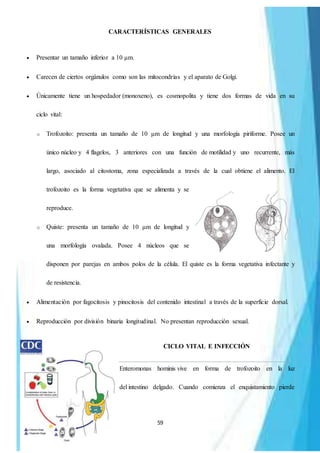 59
CARACTERÍSTICAS GENERALES
 Presentar un tamaño inferior a 10 μm.
 Carecen de ciertos orgánulos como son las mitocondrias y el aparato de Golgi.
 Únicamente tiene un hospedador (monoxeno), es cosmopolita y tiene dos formas de vida en su
ciclo vital:
o Trofozoíto: presenta un tamaño de 10 μm de longitud y una morfología piriforme. Posee un
único núcleo y 4 flagelos, 3 anteriores con una función de motilidad y uno recurrente, más
largo, asociado al citostoma, zona especializada a través de la cual obtiene el alimento. El
trofozoito es la forma vegetativa que se alimenta y se
reproduce.
o Quiste: presenta un tamaño de 10 μm de longitud y
una morfología ovalada. Posee 4 núcleos que se
disponen por parejas en ambos polos de la célula. El quiste es la forma vegetativa infectante y
de resistencia.
 Alimentación por fagocitosis y pinocitosis del contenido intestinal a través de la superficie dorsal.
 Reproducción por división binaria longitudinal. No presentan reproducción sexual.
CICLO VITAL E INFECCIÓN
Enteromonas hominis vive en forma de trofozoito en la luz
del intestino delgado. Cuando comienza el enquistamiento pierde
 