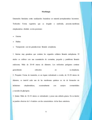 6
Morfología
Entamoeba histolytica emite seudópodos basándose en material protoplasmático locomotor.
Trofozoíto: Forma vegetativa que es irregular o ameboide, presenta membrana
citoplasmática dividido en dos porciones:
 Externa
 Hialina
 Transparente casi sin granulaciones llamada ectoplasma.
1. Interna: muy granulosa que contiene los organelos celulares llamada endoplasma. El
núcleo es esférico con una acumulación de cromatina, pequeño y puntiforme llamado
endosoma. Mide de 20-40 micras de diámetro. Los trofozoítos patógenos contiene
generalmente eritrocitos en su citoplasma.
2. Prequiste: Forma de transición, es un órgano redondeado u ovoide, de 10-20 micras de
diámetro, es inmóvil cada una de las membranas quísticas en vía de formación sin
inclusiones citoplasmáticas, ocasionalmente con cuerpos cromatoídales
y vacuolas de glucógeno.
3. Quiste: Mide de 10-18 micras es redondeado y posee una cubierta gruesa. En su interior
se pueden observar de 1-4 núcleos con las características de las fases anteriores.
 