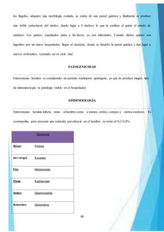60
los flagelos, adquiere una morfología ovalada, se rodea de una pared quística y finalmente se produce
una doble cariocinesis del núcleo, dando lugar a 4 núcleos, lo que le confiere al quiste el estado de
madurez. Los quistes, expulsados junto a las heces, ya son infectantes. Cuando dichos quistes son
ingeridos por un nuevo hospedador, llegan al duodeno, donde se disuelve la pared quística y dan lugar a
nuevos trofozoitos, cerrando así su ciclo vital.
PATOGENICIDAD
Enteromonas hominis es considerado un parásito totalmente apatógeno, ya que no produce ningún tipo
de sintomatología ni patología visible en el hospedador.
EPIDEMIOLOGÍA
Enteromonas hominis infecta tanto al hombre como a monos, cerdos, conejos y ciertos roedores. Es
cosmopolita, pero presenta una reducida prevalencia en el hombre, en torno al 0,2-0,8%.
Taxonomía
Reino: Protista
(sin rango) Excavata
Filo: Metamonada
Clase: Eopharyngia
Orden: Diplomonadida
Suborden: Distomatina
 