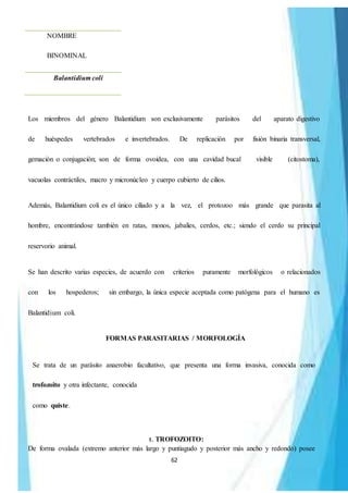 62
NOMBRE
BINOMINAL
Balantidium coli
Los miembros del género Balantidium son exclusivamente parásitos del aparato digestivo
de huéspedes vertebrados e invertebrados. De replicación por fisión binaria transversal,
gemación o conjugación; son de forma ovoidea, con una cavidad bucal visible (citostoma),
vacuolas contráctiles, macro y micronúcleo y cuerpo cubierto de cilios.
Además, Balantidium coli es el único ciliado y a la vez, el protozoo más grande que parasita al
hombre, encontrándose también en ratas, monos, jabalíes, cerdos, etc.; siendo el cerdo su principal
reservorio animal.
Se han descrito varias especies, de acuerdo con criterios puramente morfológicos o relacionados
con los hospederos; sin embargo, la única especie aceptada como patógena para el humano es
Balantidium coli.
FORMAS PARASITARIAS / MORFOLOGÍA
Se trata de un parásito anaerobio facultativo, que presenta una forma invasiva, conocida como
trofozoito y otra infectante, conocida
como quiste.
1. TROFOZOITO:
De forma ovalada (extremo anterior más largo y puntiagudo y posterior más ancho y redondo) posee
 