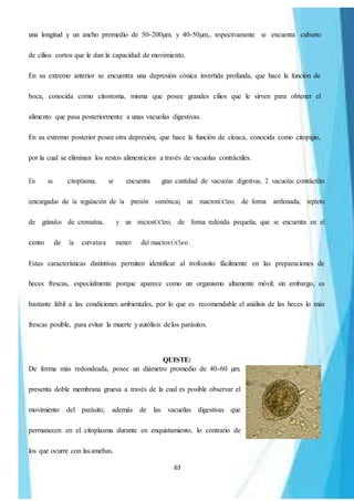 63
una longitud y un ancho promedio de 50-200µm. y 40-50µm., respectivamente; se encuentra cubierto
de cilios cortos que le dan la capacidad de movimiento.
En su extremo anterior se encuentra una depresión cónica invertida profunda, que hace la función de
boca, conocida como citostoma, misma que posee grandes cilios que le sirven para obtener el
alimento que pasa posteriormente a unas vacuolas digestivas.
En su extremo posterior posee otra depresión, que hace la función de cloaca, conocida como citopigio,
por la cual se eliminan los restos alimenticios a través de vacuolas contráctiles.
En su citoplasma, se encuentra gran cantidad de vacuolas digestivas, 2 vacuolas contráctiles
(encargadas de la regulación de la presión osmótica), un macronÚCleo, de forma arriñonada, repleto
de gránulos de cromatina, y un micronÚCleo, de forma redonda pequeña, que se encuentra en el
centro de la curvatura menor del macronÚCleo.
Estas características distintivas permiten identificar al trofozoito fácilmente en las preparaciones de
heces frescas, especialmente porque aparece como un organismo altamente móvil; sin embargo, es
bastante lábil a las condiciones ambientales, por lo que es recomendable el análisis de las heces lo más
frescas posible, para evitar la muerte yautólisis delos parásitos.
QUISTE:
De forma más redondeada, posee un diámetro promedio de 40-60 µm.
presenta doble membrana gruesa a través de la cual es posible observar el
movimiento del parásito, además de las vacuolas digestivas que
permanecen en el citoplasma durante en enquistamiento, lo contrario de
los que ocurre con lasamebas.
 