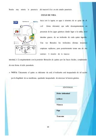 64
Resulta muy notoria la presencia del macronÚCleo en este estadio parasitario.
CICLO DE VIDA
Inicia con la ingesta, en agua o alimentos, de un quiste de B.
coli (forma infectante); que sufre desenquistamiento en
presencia de los jugos gástricos dando lugar a la salida, enel
intestino grueso, de un trofozoito de cada quiste ingerido.
Una vez liberados los trofozoitos (formas invasivas)
empiezan replicarse, para posteriormente tomar uno de dos
caminos: 1) invasión de la mucosa
intestinal, ó 2) enquistamiento con la posterior liberación de quistes por las heces fecales, completando
de esta forma el ciclo parasitario.
 NOTA: Únicamente el quiste es infectante vía oral; el trofozoito está incapacitado de tal acción
por la fragilidad de su membrana, quedando incapacitado de atravesar la barrera gástrica.
SÍNTOMAS
Dolor abdominal
(cólico)
Náusea
Pujo
Tenesmo
 