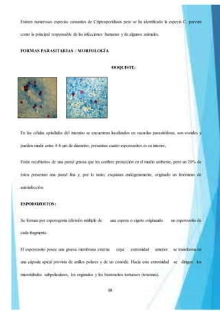 68
Existen numerosas especias causantes de Criptosporidiasis pero se ha identificado la especia C. parvum
como la principal responsable de las infecciones humanas y de algunos animales.
FORMAS PARASITARIAS / MORFOLOGÍA
OOQUISTE:
En las células epiteliales del intestino se encuentran localizados en vacuolas parasitóforas, son ovoides y
pueden medir entre 4-6 µm de diámetro; presentan cuatro esporozoitos es su interior,
Están recubiertos de una pared gruesa que les confiere protección en el medio ambiente, pero un 20% de
éstos presentan una pared fina y, por lo tanto, exquistan endógenamente, originado un fenómeno de
autoinfección.
ESPOROZOITOS:
Se forman por esporogonia (división múltiple de una espora o cigoto originando un esporozoíto de
cada fragmento.
El esporozoíto posee una gruesa membrana externa cuya extremidad anterior se transforma en
una cápsula apical provista de anillos polares y de un conoide. Hacia esta extremidad se dirigen los
microtúbulos subpeliculares, los orgánulos y los bastoncitos tortuosos (toxemas).
 