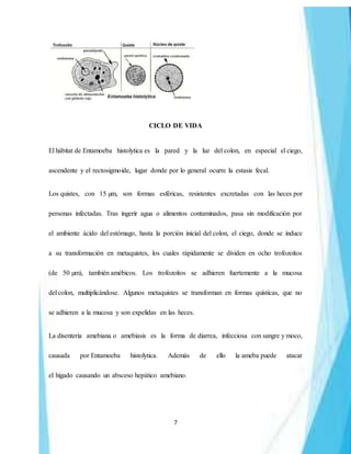 7
CICLO DE VIDA
El hábitat de Entamoeba histolytica es la pared y la luz del colon, en especial el ciego,
ascendente y el rectosigmoide, lugar donde por lo general ocurre la estasis fecal.
Los quistes, con 15 µm, son formas esféricas, resistentes excretadas con las heces por
personas infectadas. Tras ingerir agua o alimentos contaminados, pasa sin modificación por
el ambiente ácido del estómago, hasta la porción inicial del colon, el ciego, donde se induce
a su transformación en metaquistes, los cuales rápidamente se dividen en ocho trofozoítos
(de 50 µm), también amébicos. Los trofozoítos se adhieren fuertemente a la mucosa
del colon, multiplicándose. Algunos metaquistes se transforman en formas quísticas, que no
se adhieren a la mucosa y son expelidas en las heces.
La disentería amebiana o amebiasis es la forma de diarrea, infecciosa con sangre y moco,
causada por Entamoeba histolytica. Además de ello la ameba puede atacar
el hígado causando un absceso hepático amebiano.
 