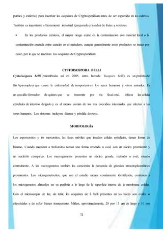 72
purines y estiércol) para inactivar los ooquistes de Cryptosporidium antes de ser esparcido en los cultivos.
También es importante el tratamiento industrial (preparado y lavado) de frutas y verduras.
En los productos cárnicos, el mayor riesgo existe en la contaminación con material fecal o la
contaminación cruzada entre canales en el matadero, aunque generalmente estos productos se tratan por
calor, por lo que se inactivan los ooquistes de Cryptosporidium
CYSTOISOSPORA BELLI
Cystoisospora belli (renombrada así en 2005, antes llamada Isospora belli) es un protista del
filo Apicomplexa que causa la enfermedad de isosporiasis en los seres humanos y otros animales. Es
un coccidio formador de quistes que se transmite por vía fecal-oral. Infecta las células
epiteliales de intestino delgado y es el menos común de los tres coccidios intestinales que afectan a los
seres humanos. Los síntomas incluyen diarrea y pérdida de peso.
MORFOLOGÍA
Los esporozoitos y los merozoitos, las fases móviles que invaden células epiteliales, tienen forma de
banano. Cuando maduran a trofozoitos toman una forma redonda u oval, con un núcleo prominente y
un nucléolo conspicuo. Los macrogametos presentan un núcleo grande, redondo u oval, situado
centralmente. A los macrogametos también los caracteriza la presencia de gránulos intracitoplasmáticos
prominentes. Los microgametocitos, que son el estadio menos comúnmente identificado, contienen a
los microgametos alineados en su periferia a lo largo de la superficie interna de la membrana celular.
Con el microscopio de luz, sin teñir, los ooquistes de I. belli presentes en las heces son ovales o
elipsoidales y de color blanco transparente. Miden, aproximadamente, 28 por 13 µm de largo y 10 por
 
