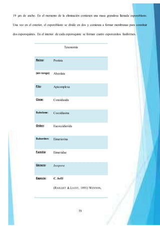 73
19 µm de ancho. En el momento de la eliminación contienen una masa granulosa llamada esporoblasto.
Una vez en el exterior, el esporoblasto se divide en dos y comienza a formar membranas para constituir
dos esporoquistes. En el interior de cada esporoquiste se forman cuatro esporozoítos fusiformes.
Taxonomía
Reino: Protista
(sin rango) Alveolata
Filo: Apicomplexa
Clase: Conoidasida
Subclase: Coccidiasina
Orden: Eucoccidiorida
Suborden: Eimeriorina
Familia: Eimeriidae
Género: Isospora
Especie: C. belli
(RAILLIET & LUCET, 1891) WENYON,
 