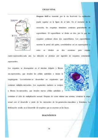 74
CICLO VITAL
Isospora belli se transmite por la vía fecal-oral. La explicación
puede seguirse en la figura de al lado. En el momento de la
excreción, los ooquistes inmaduros contienen generalmente un
esporoblasto. El esporoblasto se divide en dos, por lo que los
ooquistes contienen ahora dos esporoblastos. Los esporoblastos
secretan la pared del quiste, convirtiéndose así en esporoquistes y
estos se dividen en dos ocasiones para originar
cuatro esporozoitos cada uno. La infección se produce por ingestión de ooquistes conteniendo
esporozoitos.
Los ooquistes se desenquistan en el intestino delgado y liberan
sus esporozoitos, que invaden las células epiteliales e inician la
esquizogonia. Los trofozoitos se desarrollan en esquizontes que
contienen múltiples merozoitos. Los esquizontes maduros se rompen
y liberan los merozoitos, que invaden nuevas células epiteliales y
continúan el ciclo de multiplicación asexual. Después de como mínimo una semana, comienza la etapa
sexual con el desarrollo a partir de los merozoitos de los gametocitos masculinos y femeninos. La
fertilización resulta en el desarrollo de ooquistes que se excretan en las heces.
DIAGNÓSTICO
 