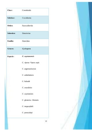 77
Clase: Conoidasida
Subclase: Coccidiasina
Orden: Eucoccidiorida
Suborden: Eimeriorina
Familia: Eimeriidae
Género: Cyclospora
Especie: C. cayetanensis
C. viperae Vipera aspic
C. angiomurinensis
C. ashtabulensis
C. babaulti
C. caryolytica
C. cayetanensis
C. glomerica Glomeris
C. megacephali
C. parascalopi
 