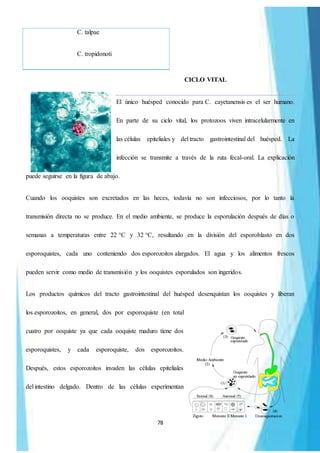 78
C. talpae
C. tropidonoti
CICLO VITAL
El único huésped conocido para C. cayetanensis es el ser humano.
En parte de su ciclo vital, los protozoos viven intracelularmente en
las células epiteliales y del tracto gastrointestinal del huésped. La
infección se transmite a través de la ruta fecal-oral. La explicación
puede seguirse en la figura de abajo.
Cuando los ooquistes son excretados en las heces, todavía no son infecciosos, por lo tanto la
transmisión directa no se produce. En el medio ambiente, se produce la esporulación después de días o
semanas a temperaturas entre 22 °C y 32 °C, resultando en la división del esporoblasto en dos
esporoquistes, cada uno conteniendo dos esporozoitos alargados. El agua y los alimentos frescos
pueden servir como medio de transmisión y los ooquistes esporulados son ingeridos.
Los productos químicos del tracto gastrointestinal del huésped desenquistan los ooquistes y liberan
los esporozoitos, en general, dos por esporoquiste (en total
cuatro por ooquiste ya que cada ooquiste maduro tiene dos
esporoquistes, y cada esporoquiste, dos esporozoítos.
Después, estos esporozoitos invaden las células epiteliales
del intestino delgado. Dentro de las células experimentan
 