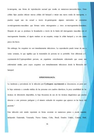 79
la merogonia, una forma de reproducción asexual que resulta en numerosos merozoitos hijos. Estas
células hijas pueden infectar nuevas células del huésped e iniciar una nueva ronda de merogonia, o
pueden seguir una vía sexual a través de gametogonia: algunos merozoitos se convierten
en microgamontes masculinos que forman varios microgametos y otros en macrogamontes femeninos.
Después de que se produzca la fecundación a través de la fusión del microgameto masculino con el
macrogamonte femenino, el zigoto madura en un ooquiste, rompe la célula huésped y en este punto
pasa a las heces.
Sin embargo, los ooquistes no son inmediatamente infecciosos. La esporulación puede tomar de una a
varias semanas, lo que significa que la transmisión de persona no es probable. Esto diferencia a C.
cayetanensis de Cryptosporidium parvum, un organismo estrechamente relacionado que causa una
enfermedad similar, pero cuyos ooquistes son immediatamente infecciosos desde la liberación del
huésped.
EPIDEMIOLOGÍA
La incidencia y prevalencia de la infección por Cyclospora cayetanensis se desconocen, en parte por
la baja asistencia a consulta médica de las personas con cuadros diarréicos, la poca sensibilidad de las
técnicas de laboratorio disponibles, la baja frecuencia de uso de las técnicas diagnósticas que pueden
detectar a este protozoo patógeno y el número reducido de ooquistes que aparece en las heces del
paciente.1
Esta infección está siendo reportada en forma creciente en numerosos países a escala mundial,
incluyendo Guatemala, Venezuela, Nueva Guinea, Cuba, Brasil, Estados Unidos, Canadá, Haití,
 
