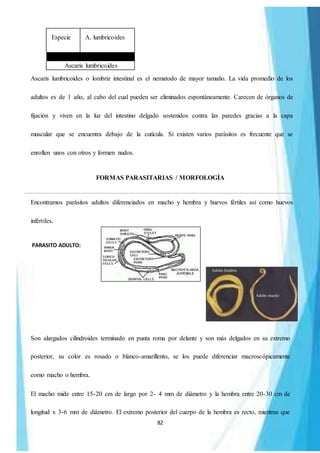 82
Especie A. lumbricoides
NOMBRE BINOMINAL
Ascaris lumbricoides
Ascaris lumbricoides o lombriz intestinal es el nematodo de mayor tamaño. La vida promedio de los
adultos es de 1 año, al cabo del cual pueden ser eliminados espontáneamente. Carecen de órganos de
fijación y viven en la luz del intestino delgado sostenidos contra las paredes gracias a la capa
muscular que se encuentra debajo de la cutícula. Si existen varios parásitos es frecuente que se
enrollen unos con otros y formen nudos.
FORMAS PARASITARIAS / MORFOLOGÍA
Encontramos parásitos adultos diferenciados en macho y hembra y huevos fértiles así como huevos
infértiles.
PARASITO ADULTO:
Son alargados cilindroides terminado en punta roma por delante y son más delgados en su extremo
posterior, su color es rosado o blanco-amarillento, se los puede diferenciar macroscópicamente
como macho o hembra.
El macho mide entre 15-20 cm de largo por 2- 4 mm de diámetro y la hembra entre 20-30 cm de
longitud x 3-6 mm de diámetro. El extremo posterior del cuerpo de la hembra es recto, mientras que
 