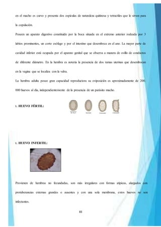 83
en el macho es curvo y presenta dos espículas de naturaleza quitinosa y retractiles que le sirven para
la copulación.
Poseen un aparato digestivo constituido por la boca situada en el extremo anterior rodeada por 3
labios prominentes, un corto esófago y por el intestino que desemboca en el ano. La mayor parte de
cavidad inferior está ocupada por el aparato genital que se observa a manera de ovillo de conductos
de diferente diámetro. En la hembra es notoria la presencia de dos ramas uterinas que desembocan
en la vagina que se localiza con la vulva.
La hembra adulta posee gran capacidad reproductora su oviposición es aproximadamente de 200.
000 huevos al día, independientemente de la presencia de un parásito macho.
1. HUEVO FÉRTIL:
1. HUEVO INFERTIL:
Provienen de hembras no fecundadas, son más irregulares con formas atípicas, alargados con
protuberancias externas grandes o ausentes y con una sola membrana, estos huevos no son
infectantes.
 