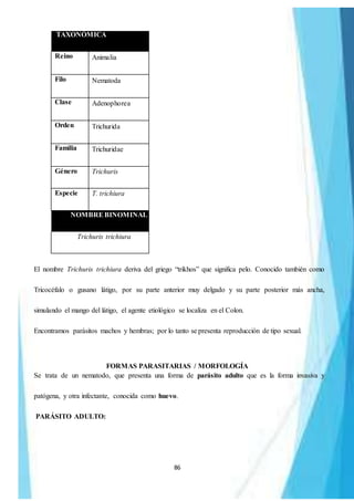 86
TAXONÓMICA
Reino Animalia
Filo Nematoda
Clase Adenophorea
Orden Trichurida
Familia Trichuridae
Género Trichuris
Especie T. trichiura
NOMBREBINOMINAL
Trichuris trichiura
El nombre Trichuris trichiura deriva del griego “trikhos” que significa pelo. Conocido también como
Tricocéfalo o gusano látigo, por su parte anterior muy delgado y su parte posterior más ancha,
simulando el mango del látigo, el agente etiológico se localiza en el Colon.
Encontramos parásitos machos y hembras; por lo tanto se presenta reproducción de tipo sexual.
FORMAS PARASITARIAS / MORFOLOGÍA
Se trata de un nematodo, que presenta una forma de parásito adulto que es la forma invasiva y
patógena, y otra infectante, conocida como huevo.
PARÁSITO ADULTO:
 