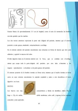 87
Gusano blanco de aproximadamente 3-5 cm de longitud; como el resto de nematodos las hembras
son más grandes que los machos.
Los dos tercios anteriores representa la parte más delgada del parásito, mientras que el extremo
posterior es más grueso, simulando estructuralmente a un látigo.
En el extremo anterior del parásito encontramos una estructura en forma de lanceta que sirve para
adherirse y agredir la mucosa del colon.
El tubo digestivo inicia en el extremo anterior con la boca, que se continúa con el esófago,
mismo que ocupa toda la parte delgada del parásito; por otro lado el intestino y los
órganos reproductores se localizan en la parte gruesa del parásito.
El extremo posterior de la hembra termina en forma recta; mientras que el macho termina en forma
curva en cuyo extremo encontramos la espícula copulatríz y junto a este desemboca el tracto
digestivo en el ano.
HUEVO:
Los huevos son muy característicos y fáciles de identificar, miden 50µ de
largo x 25µ de ancho, doble membrana, color café y tapones en los extremos
conocidos como apérculos.
 