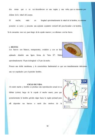 92
dos ramas que a su vez desembocan en una vagina y una vulva, que se encuentra por
delante de la mitad del cuerpo.
El macho, mide en longitud aproximadamente la mitad de la hembra, su extremo
posterior es curvo y presenta una espícula copulatríz retráctil útil para fecundar a la hembra.
Se lo encuentra rara vez, pues luego de la copula mueren y se eliminan con las heces.
1. HUEVO:
Los huevos son blancos, transparentes, ovalados y con un lado
aplanado dándole una ligera forma de “letra D”. Miden
aproximadamente 50µm delongitud x25 µm de ancho.
Poseen una doble membrana, y la característica fundamental es que son inmediatamente infectantes
una vez expulsados por el parásito hembra.
CICLO DE VIDA
Al existir macho y hembra se produce una reproducción sexual en su
hábitat (colon); luego de la copula el macho muere, para que
posteriormente la hembra grávida migra hacia la región perianal para
allí depositar sus huevos u morir (los motivos de la
 