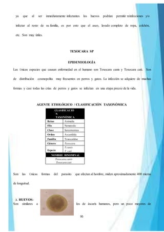 95
ya que al ser inmediatamente infectantes los huevos podrían permitir reinfecciones y/o
infectar al resto de su familia, es por esto que el aseo, lavado completo de ropa, colchón,
etc. Son muy útiles.
TEXOCARA SP
EPIDEMIOLOGÍA
Las Únicas especies que causan enfermedad en el humano son Toxocara canis y Toxocara cati. Son
de distribución cosmopolita muy frecuentes en perros y gatos. La infección se adquiere de muchas
formas y casi todas las crías de perros y gatos se infectan en una etapa precoz de la vida.
AGENTE ETIOLÓGICO / CLASIFICACIÓN TAXONÓMICA
Son las Únicas formas del parasito que afectan al hombre, miden aproximadamente 400 micras
de longuitud.
2. HUEVOS:
Son similares a los de áscaris humanos, pero un poco mayores de
CLASIFICACIÓ
N
TAXONÓMICA
Reino Animalia
Filo Nematoda
Clase Sercernentea
Orden Ascaridida
Familia Toxocaridae
Género Toxocara
Especie
T.canis
T. cati
NOMBRE BINOMINAL
Toxocara canis
Toxocara cati
 