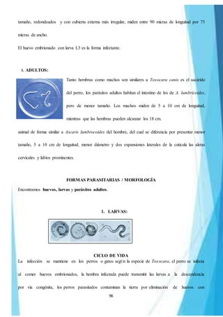 96
tamaño, redondeados y con cubierta externa más irregular, miden entre 90 micras de longuitud por 75
micras de ancho.
El huevo embrionado con larva L3 es la forma infectante.
3. ADULTOS:
Tanto hembras como machos son similares a Toxocara canis es el sacárido
del perro, los parásitos adultos habitan el intestino de los de A. lumbricoides,
pero de menor tamaño. Los machos miden de 5 a 10 cm de longuitud,
mientras que las hembras pueden alcanzar los 18 cm.
animal de forma similar a Ascaris lumbrocoides del hombre, del cual se diferencia por presentar menor
tamaño, 5 a 10 cm de longuitud, menor diámetro y dos expansiones laterales de la cuticula las aletas
cervicales y labios prominentes.
FORMAS PARASITARIAS / MORFOLOGÍA
Encontramos huevos, larvas y parásitos adultos.
1. LARVAS:
CICLO DE VIDA
La infección se mantiene en los perros o gatos segÚn la especie de Toxocara, el perro se infecta
al comer huevos embrionados, la hembra infectada puede transmitir las larvas a la descendencia
por vía congénita, los perros parasitados contaminan la tierra por eliminación de huevos con
 