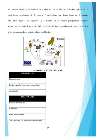 97
las materias fecales, es en donde se da el inicio del ciclo de vida en el hombre, que se da al
ingerir huevos embrionados de T. canis o T. cati, mismos que liberan larvas en el intestino;
estas larvas llegan a vía sanguínea y se localizan en las vísceras principalmente el hígado;
por vía arterial pueden llegar al ojo, SNC, etc donde dan lugar a granulomas de cuerpo extraño. Las
larvas no se desarrollan a parásitos adultos en el hombre.
MANIFESTACIONES CLÍNICAS
PRINCIPALES
Hepatomegalia
Esplenomegalia (otras visceromegalias)
Adenopatías
PULMONARES
Cuadros bronquiales
Neumonia
Crisis asmatiformes
Tos expectoración y estertores diseminados
 