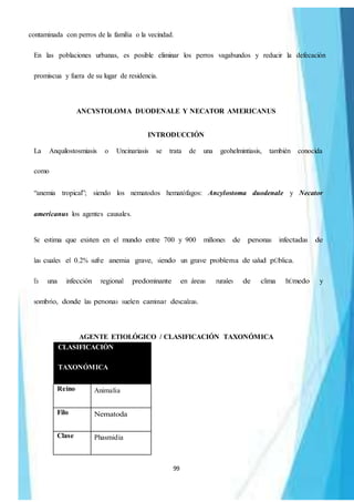99
contaminada con perros de la familia o la vecindad.
En las poblaciones urbanas, es posible eliminar los perros vagabundos y reducir la defecación
promiscua y fuera de su lugar de residencia.
ANCYSTOLOMA DUODENALE Y NECATOR AMERICANUS
INTRODUCCIÓN
La Anquilostosmiasis o Uncinariasis se trata de una geohelmintiasis, también conocida
como
“anemia tropical”; siendo los nematodos hematófagos: Ancylostoma duodenale y Necator
americanus los agentes causales.
Se estima que existen en el mundo entre 700 y 900 millones de personas infectadas de
las cuales el 0.2% sufre anemia grave, siendo un grave problema de salud pÚblica.
Es una infección regional predominante en áreas rurales de clima hÚmedo y
sombrío, donde las personas suelen caminar descalzas.
AGENTE ETIOLÓGICO / CLASIFICACIÓN TAXONÓMICA
CLASIFICACIÓN
TAXONÓMICA
Reino Animalia
Filo Nematoda
Clase Phasmidia
 