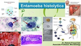 Entamoeba histolytica
Dr. Rakesh Prasad Sah
Associate Professor, Microbiology
 